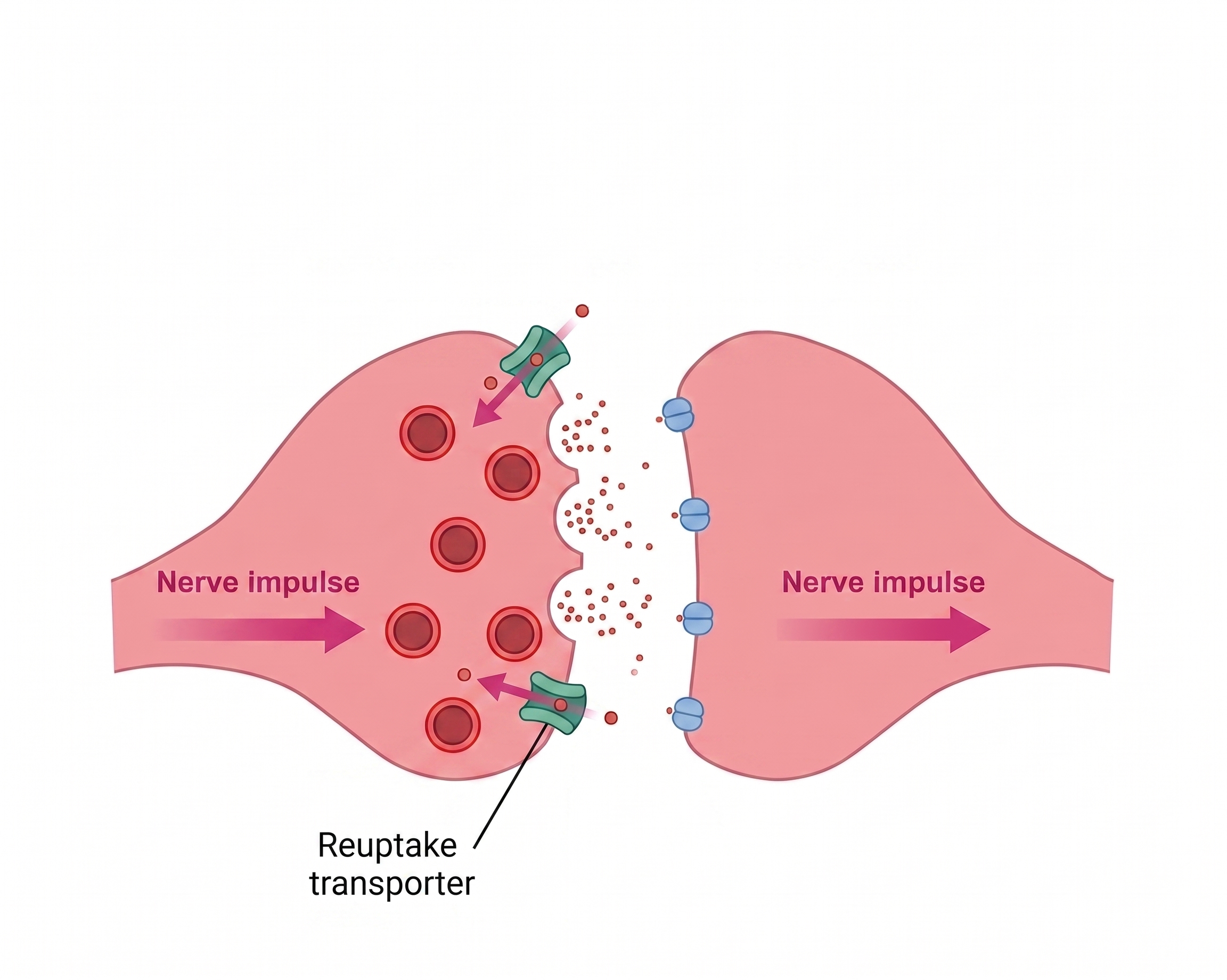 Reuptake transporter diagram
